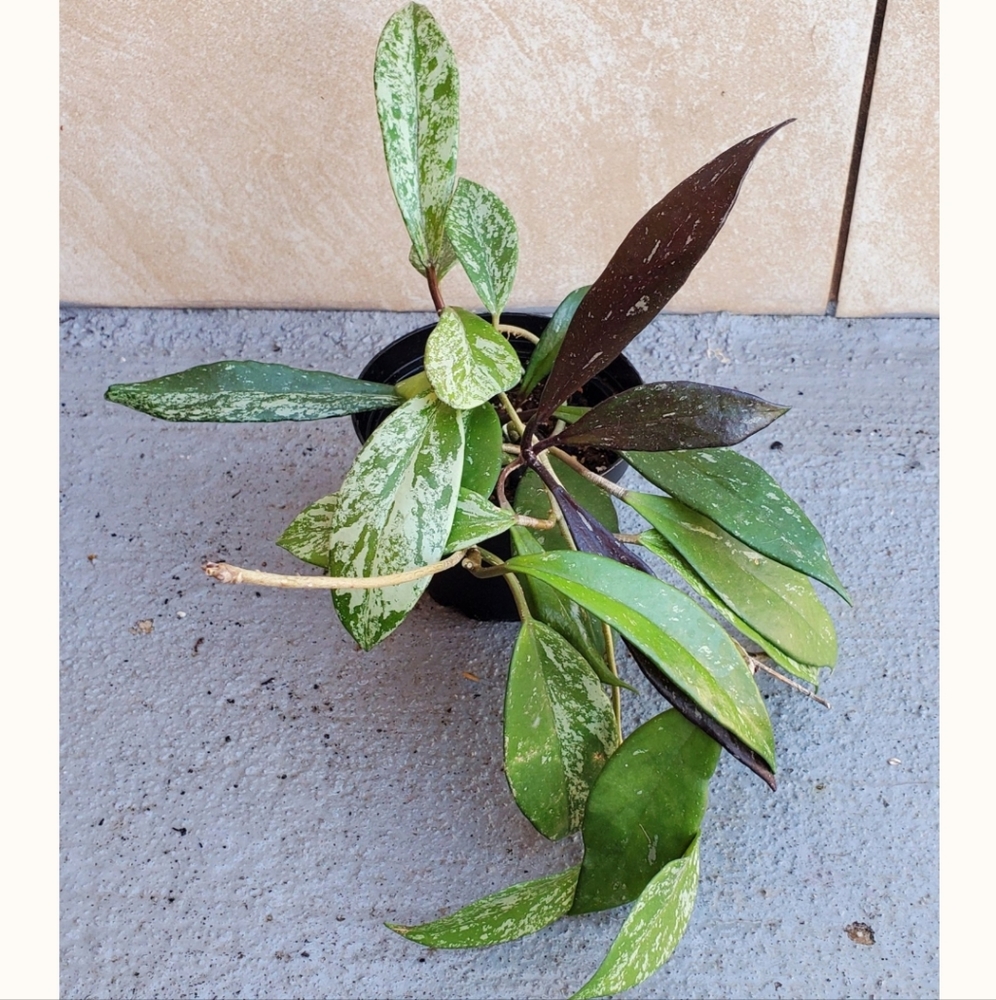 Hoya Publicalyx 3" pot